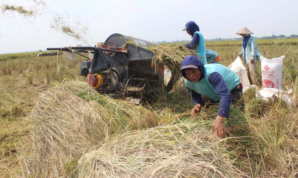 Jokowi: HPP Gabah Tuntas Pekan Ini