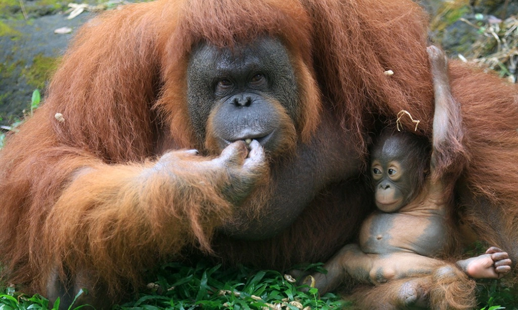 <p>BKSDA Evakuasi Orangutan di Bandara Sampit</p>