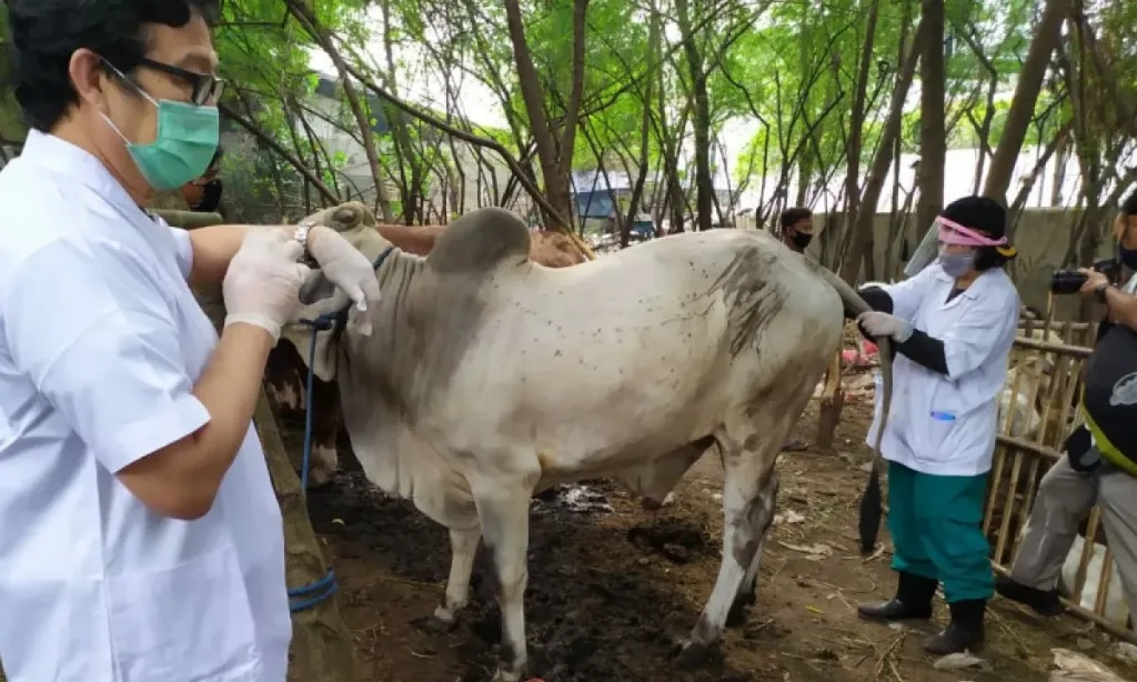 <p>Dinas KPKP DKI Mulai Periksa Kesehatan Hewan Kurban</p>