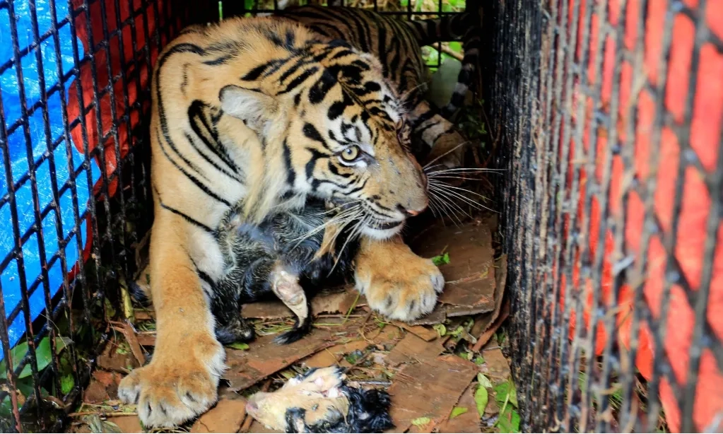 <p>Kamera Jebak Dipasang Usai Pekerja Tewas Diterkam Harimau</p>