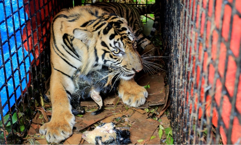 <p>Koridor Penghubung Habitat Jadi Solusi Meminimalisir Konflik Manusia-Satwa</p>