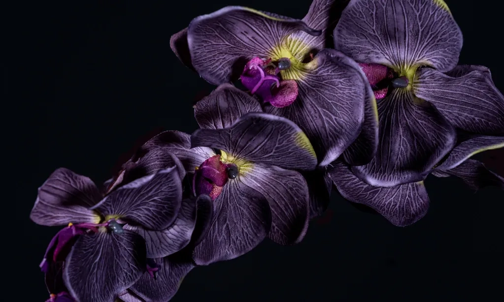 <p>Papua Diyakini Masih Menyimpan Banyak Spesies Anggrek</p>