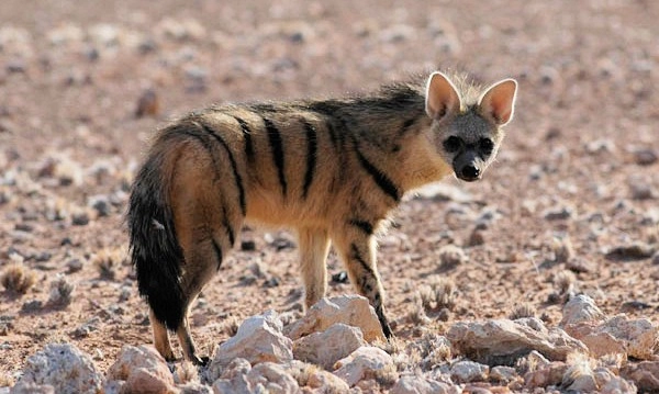 <p>Mengenal Aardwolf, Keluarga Hyena Yang Lebih Suka Makan Rayap</p>