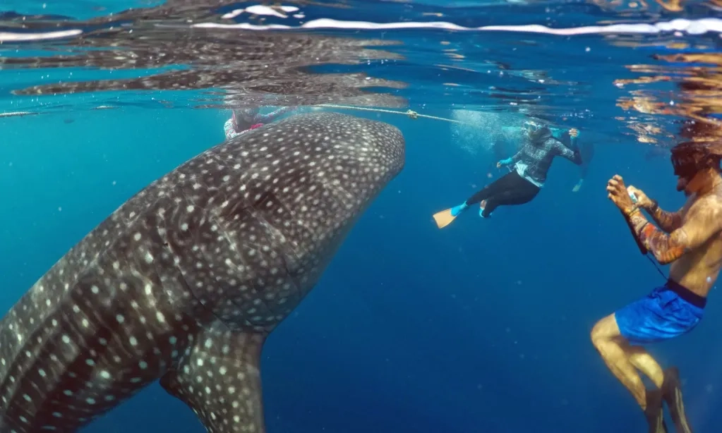 <p>Sherly Dan Bima, Hiu Paus Yang &#39;Hilang&#39; Di Desa Wisata Botubarani</p>