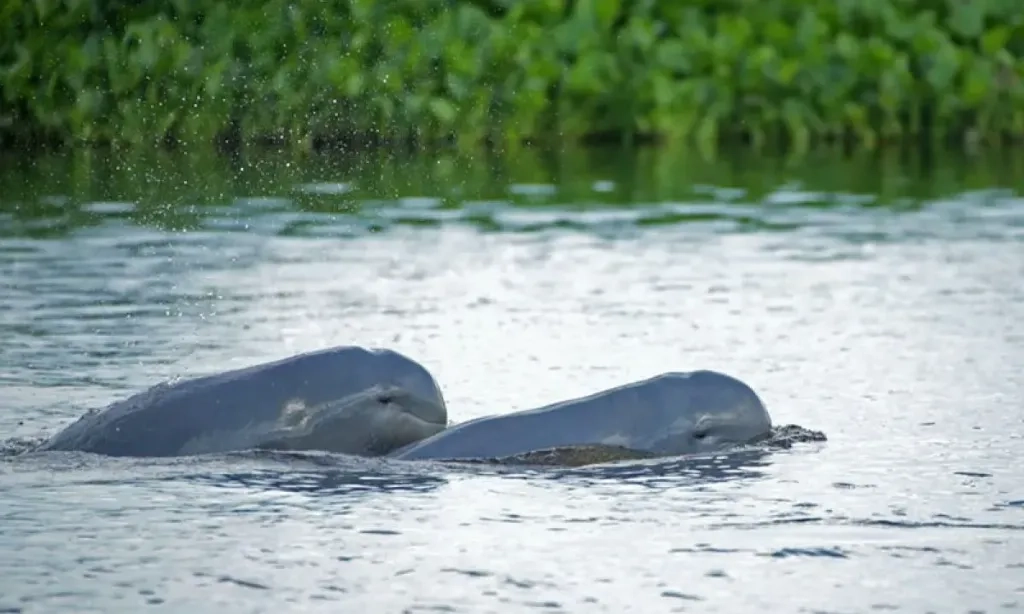 <p>Kutai Kartanegara Terbitkan<em>&nbsp;Beleid</em> Pelestarian Habitat Pesut Mahakam</p>