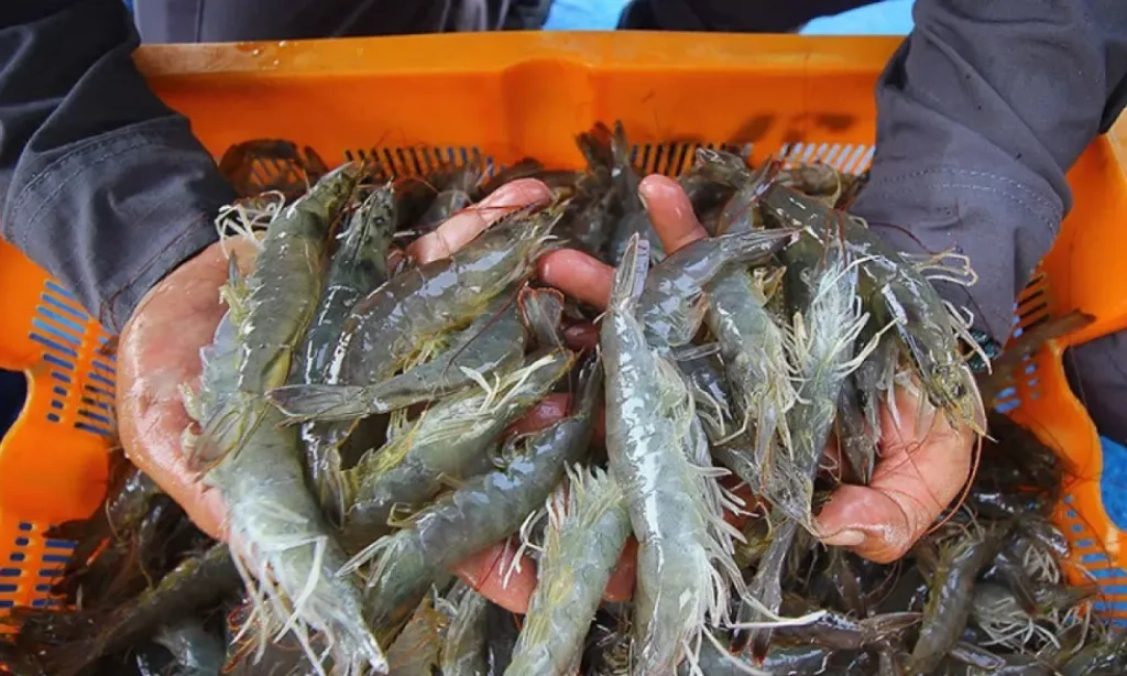 <p>Udang Vaname Kalteng Ditargetkan Jadi Komoditi Andalan Nasional</p>