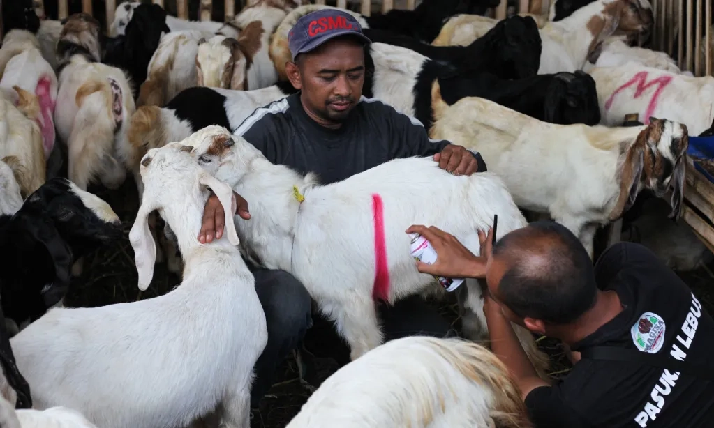 <p>MUI Imbau Pengelola Kurban Jaga Lingkungan</p>
