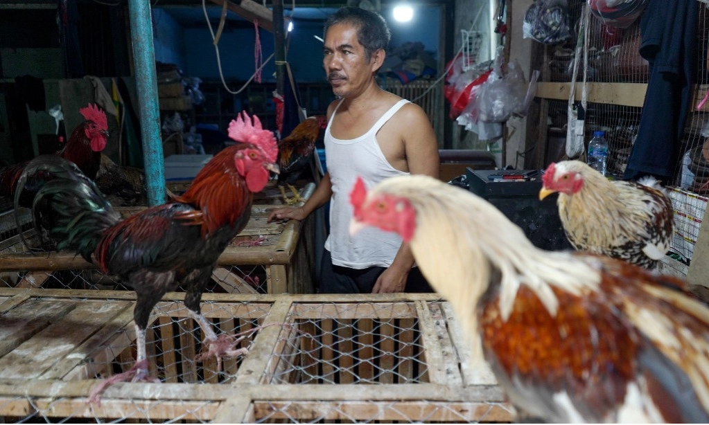 <p>Kemenkes Minta Masyarakat Waspada Penularan Flu Burung</p>