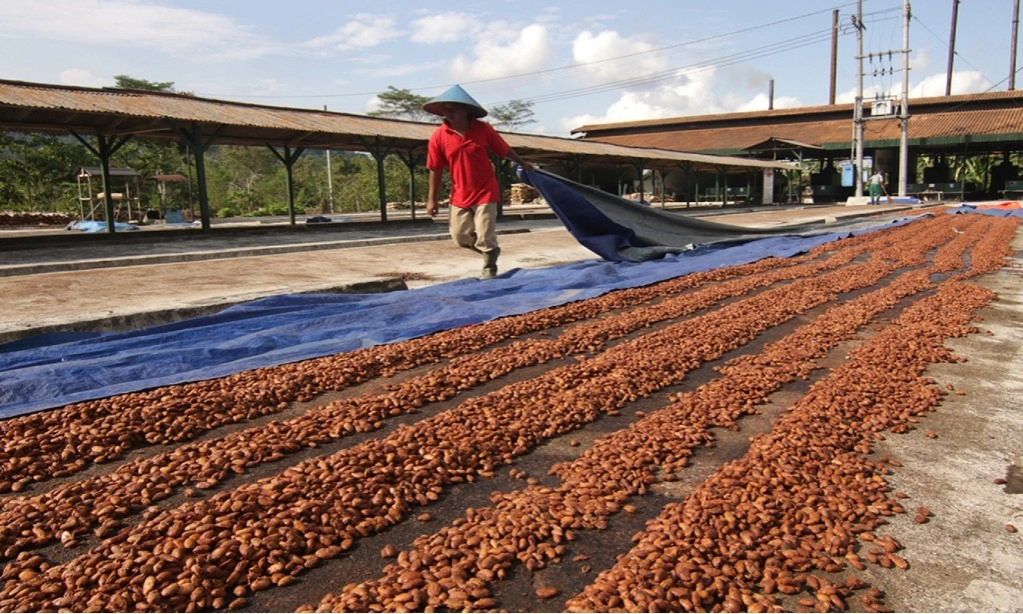 <p id="isPasted">Mendag: Kakao Dan Kelapa Akan Dikelola Oleh BPDPKS</p>