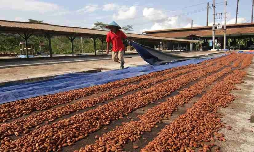 <p>BPDPKS Diwacanakan Urus Kakao Dan Kelapa, Petani Sawit Buka Suara</p>