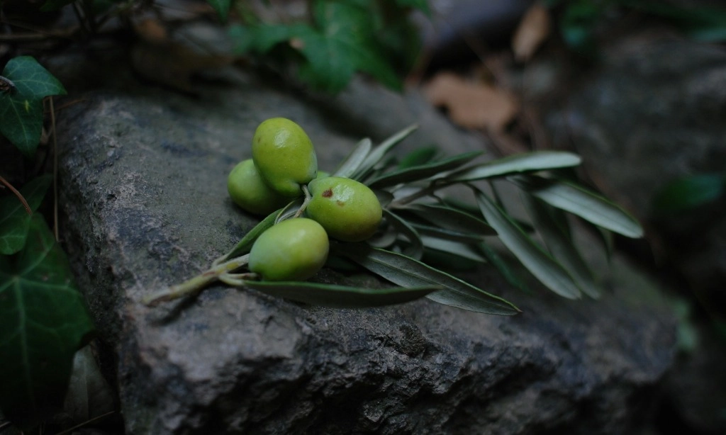 <p>Mengenal Ekstrak Buah Zaitun, Si Kuat Penangkal Radikal Bebas</p>