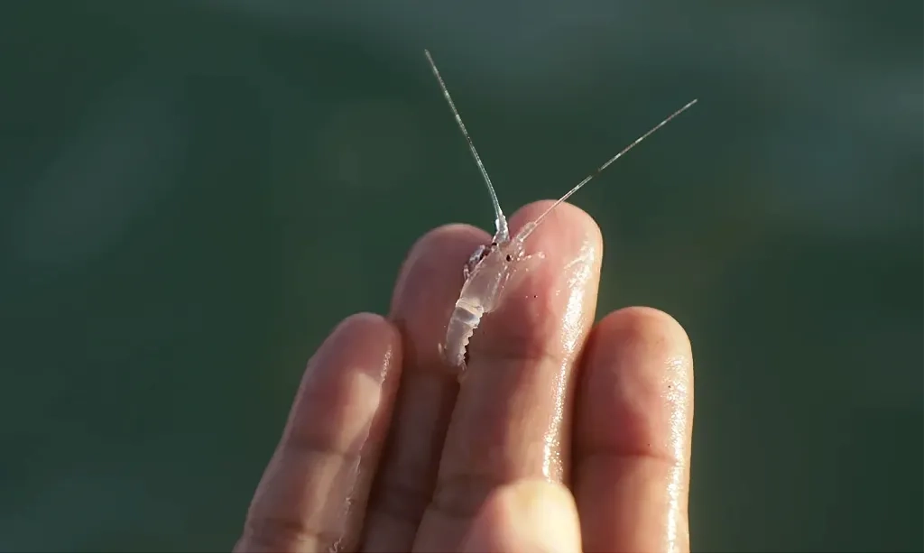 <p id="isPasted">KKP Setor PNBP Rp3,6 Miliar Dari Budidaya Lobster Di Dalam Negeri</p>