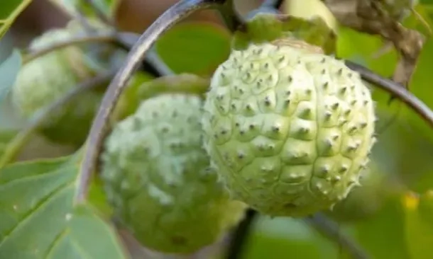 <p>Dokter Ungkap Bahaya Konsumsi Tanaman Kecubung </p>