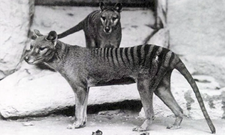 <p>Ilmuwan Berusaha Temukan Angka Kepunahan Satwa Akibat Manusia</p>