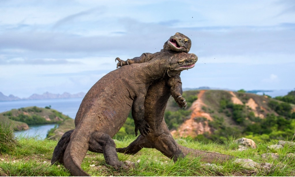 <p>Penutupan Taman Nasional Komodo Untuk Wisata Labuan Bajo Yang Lebih Berkelanjutan</p>