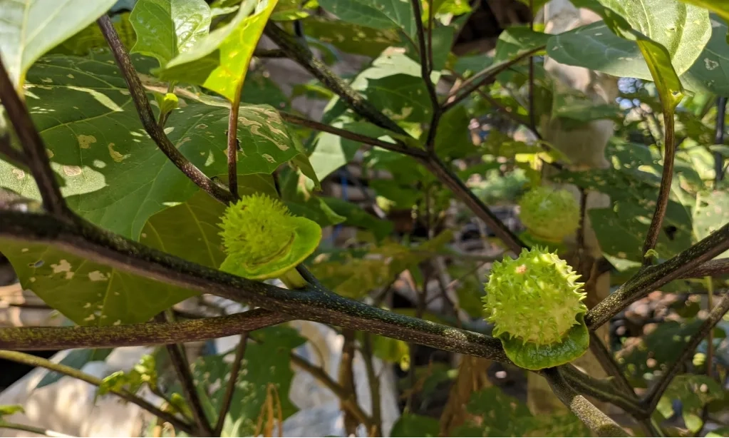 <p>Dokter Sebut Konsumsi Kecubung Lebih Berbahaya Dari Ganja</p>