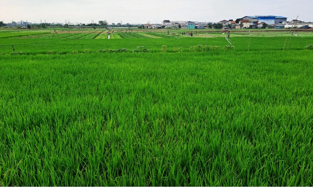 <p>Pemerintah Trenggalek Berhasil Kembangkan Pertanian Lahan Kering</p>