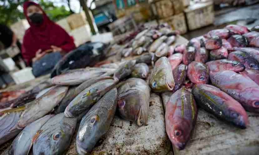 <p>KKP Sebut Baru 20% Ikan Indonesia Yang Layak Ekspor</p>