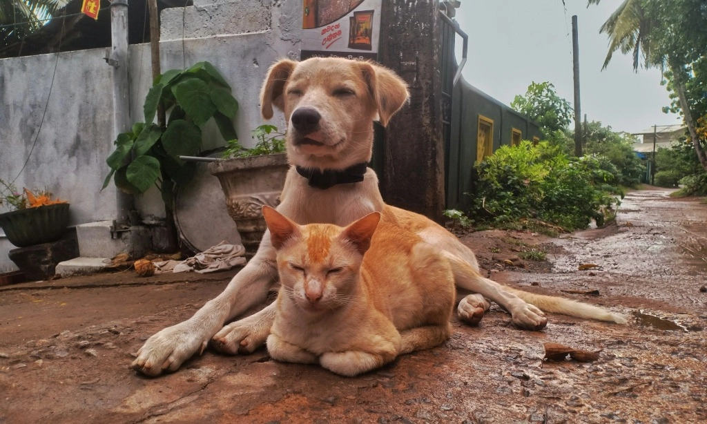 <p>Menelaah Rendahnya Usia Harapan Hidup Anabul Di Indonesia</p>