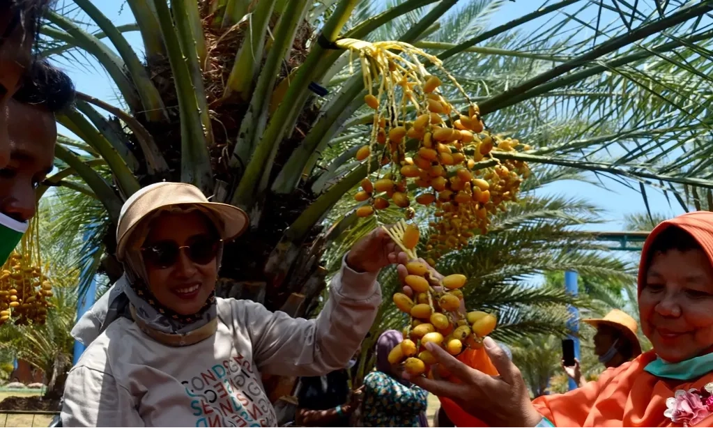 <p>Mendorong Wisata Halal Di Pasuruan Lewat Budidaya Pohon Kurma</p>