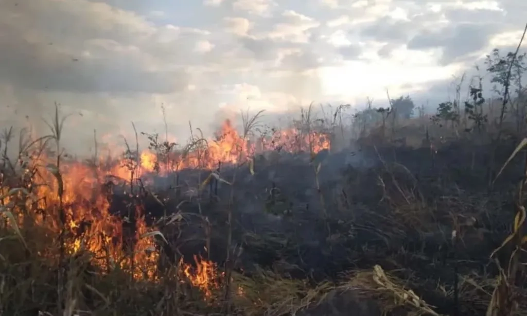 <p>Polisi Selidiki Penyebab Kebakaran Hutan Di Lombok Timur</p>