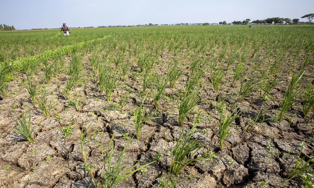 <p>CIPS: Intensifikasi Lahan Dan Perbaikan Irigasi Bisa Antisipasi Darurat Pangan &nbsp;</p>
