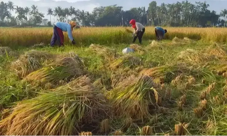 <p>Kementan: Produksi Beras Agustus-Oktober 2024 Surplus Terbesar Dalam 10 tahun Terakhir</p>