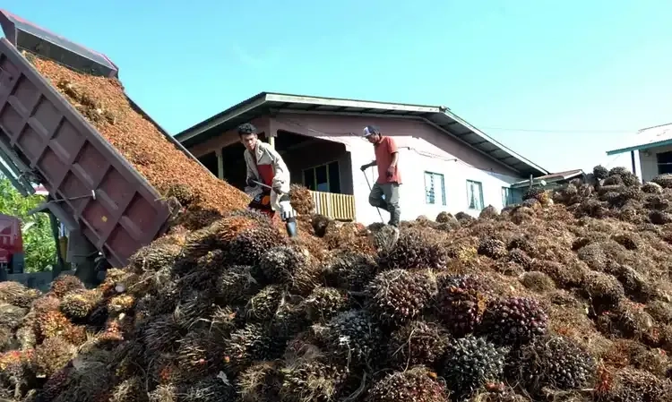 <p>Lebih Murah, Pabrik Indomie di Afrika Pilih Minyak Sawit Malaysia</p>