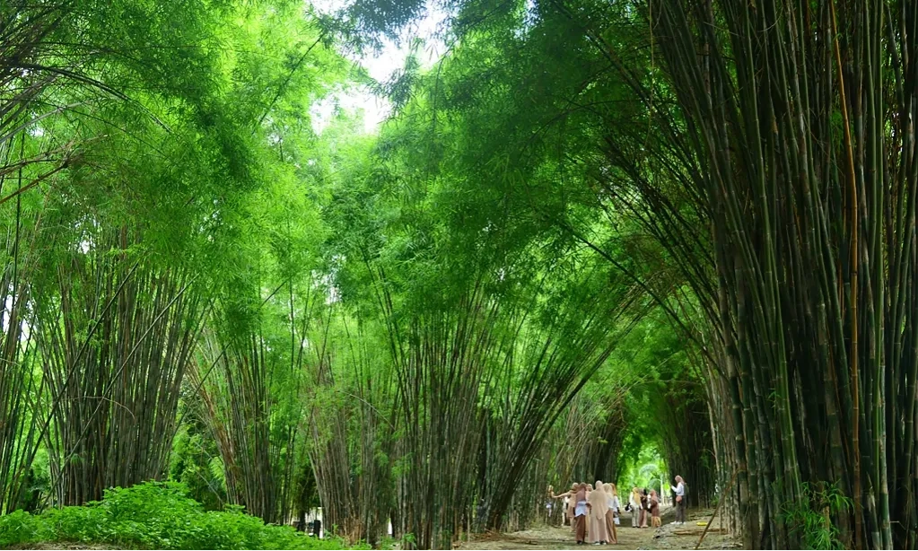 <p>BRIN Ungkap Tantangan Studi Bambu Di Indonesia</p>
