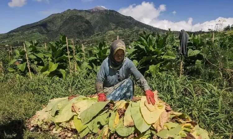 <p id="isPasted">Kemenkes Kejar Target Sahkan RPMK, AMTI: Pemangku Kepentingan Tembakau Tidak Dianggap</p>