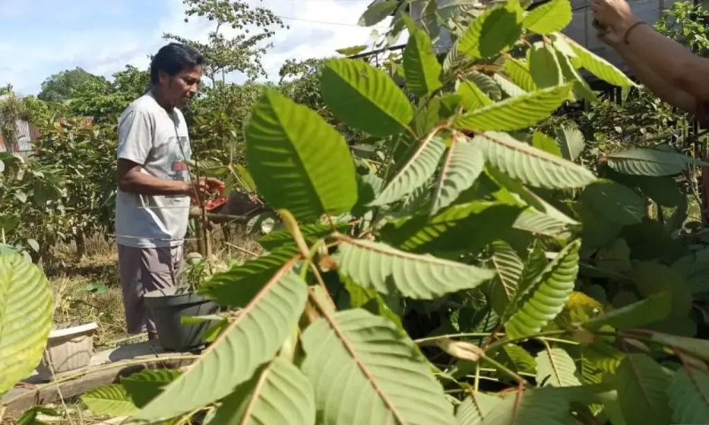 <p>Pemerintah Resmi Atur Tata Niaga Ekspor Kratom</p>