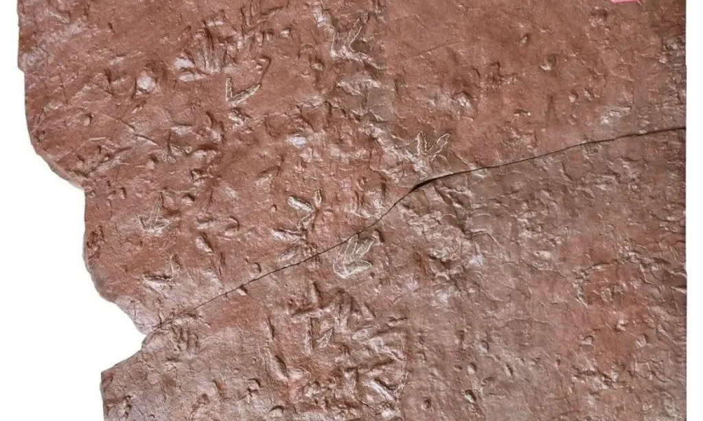 <p>Ditemukan Jejak Kaki Dinosaurus Terkecil Di Dunia</p>