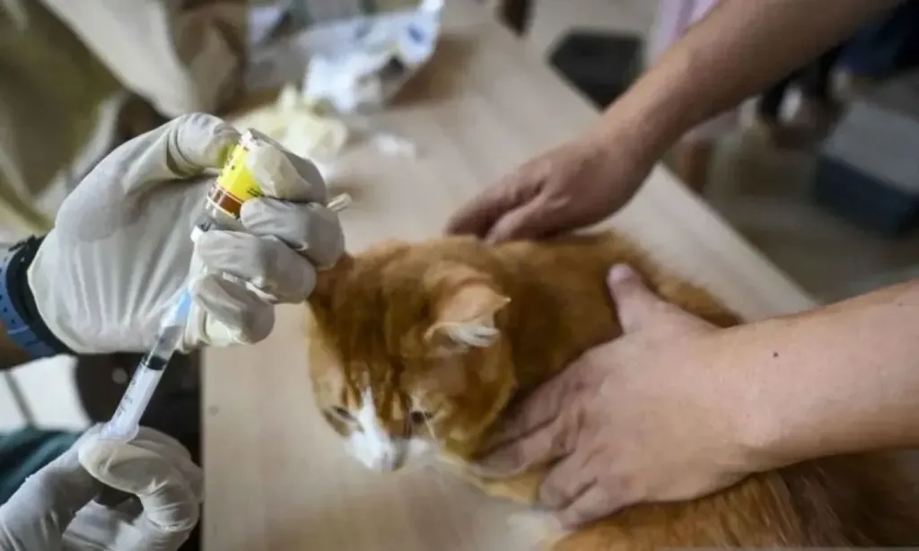 <p>Pemprov DKI Gencar Sterilisasi Dan Vaksinasi Hewan Tak Berpemilik</p>