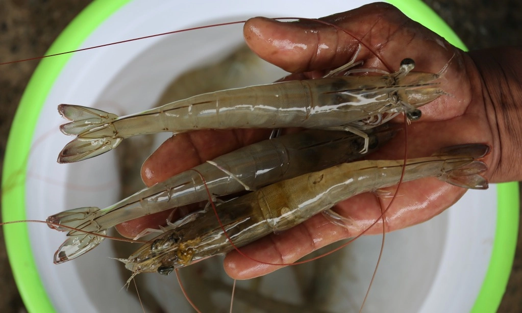 <p id="isPasted">Pemerintah Perjuangkan Ekspor Udang Ke AS Bebas Bea Masuk Antidumping</p>