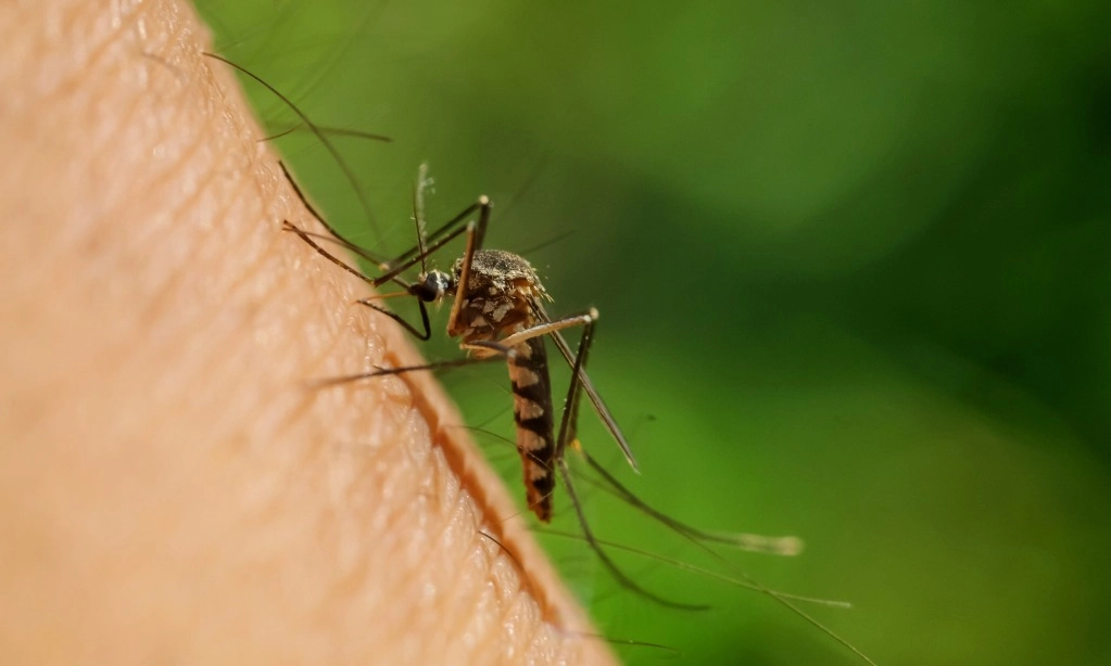 <p>Malaria Penyakit Kedua Terbanyak Setelah TBC</p>