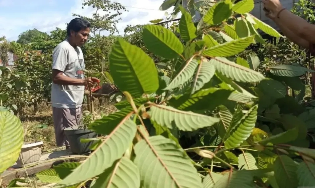 <p>BRIN Sebut Kratom Tunjukkan Sifat Antidiabetes</p>