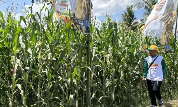 <p id="isPasted">Wamentan Minta BSIP Libatkan PT SHS Hadirkan Benih Pertanian</p>