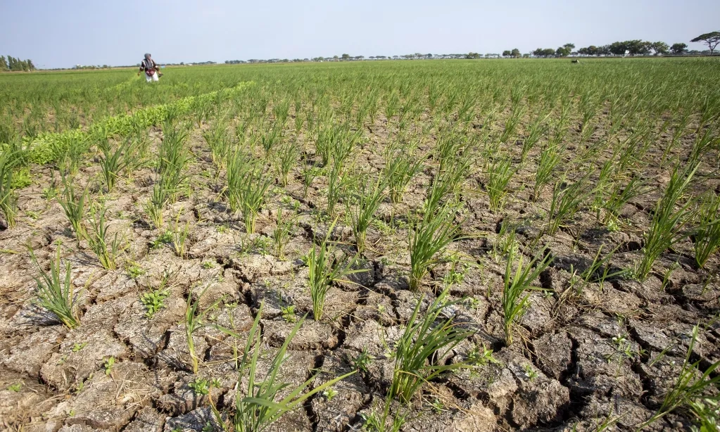 <p>NTB Butuh Penanganan Darurat Bencana Kekeringan</p>