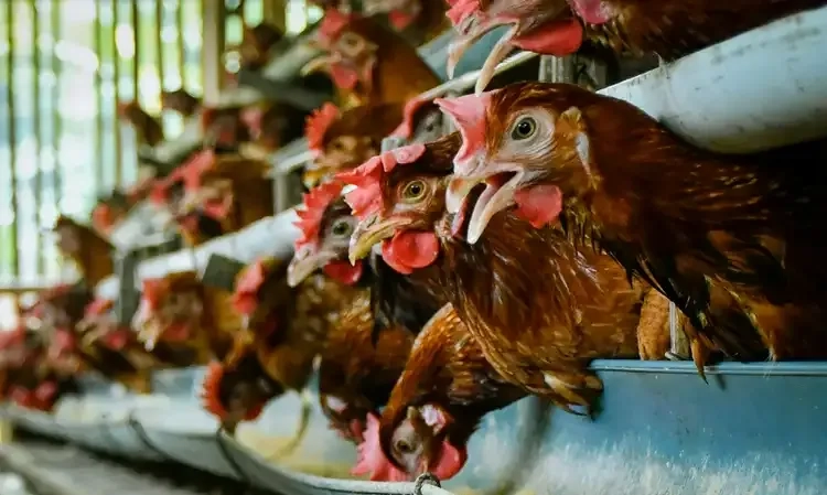 <p id="isPasted">Atasi <em>Oversupply</em> Ayam, Peternak Mandiri Diminta Bentuk Asosiasi Dan Pemerintah Bantu Promosi</p>