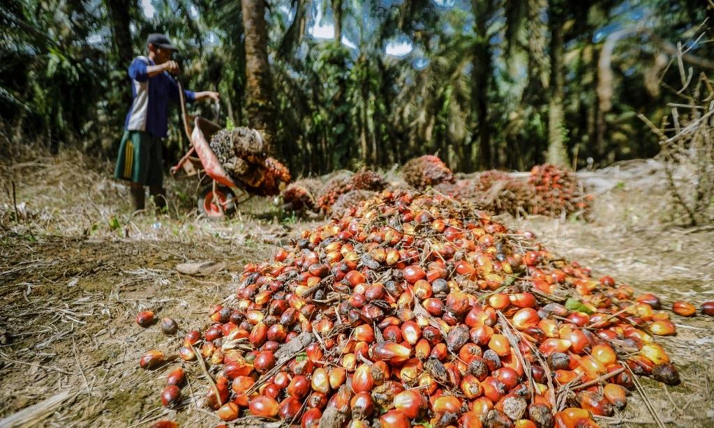 <p>Kejagung-BPKP Hitung Korupsi Tata Kelola Kelapa Sawit 2005-2024</p>