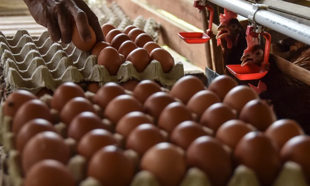 <p>Kemendes Nilai Program Makan Siang Gratis Peluang Bagi BUMDes</p>