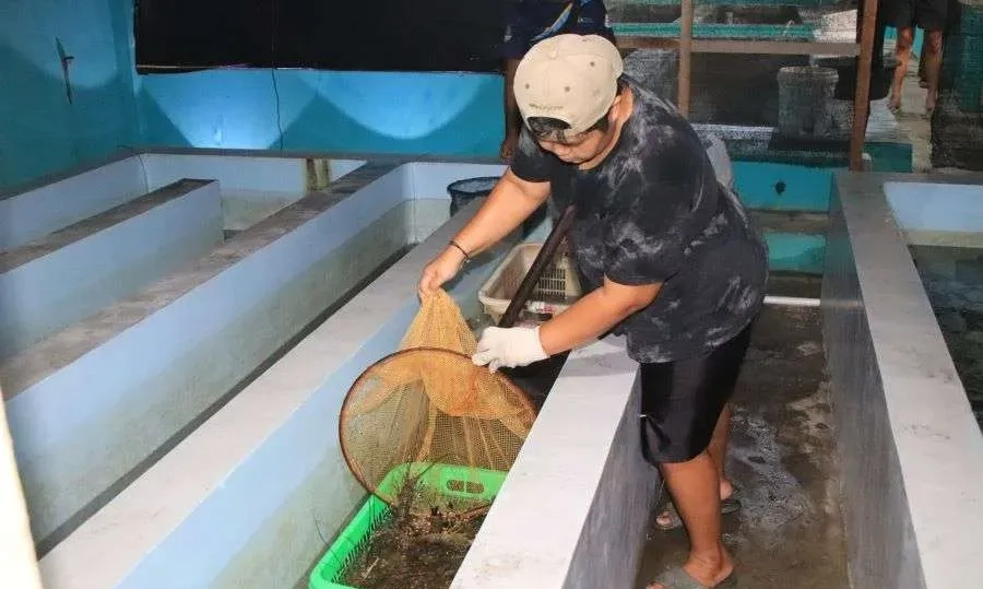 <p>Lestarikan Siklus Hidup, DKP Jabar Lepas 300 Ekor Lobster Ke Laut</p>