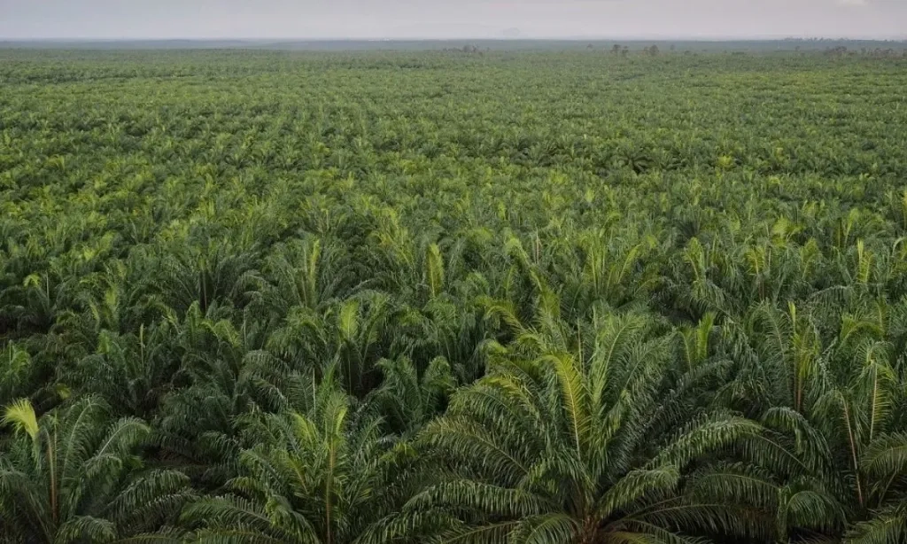 <p>Klon Unggul Sawit Hasil Inovasi AAL Dan BRIN Menanti Hak Paten</p>