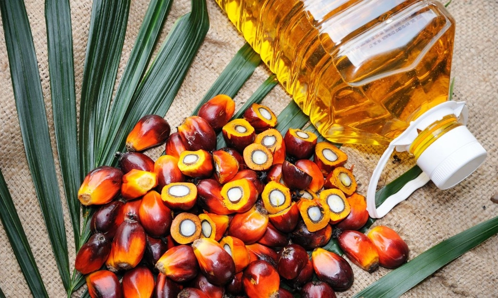 <div dir="auto" id="isPasted">Tak Khawatirkan Ekspor, GAPKI Justru Ungkap Ironi EUDR</div>