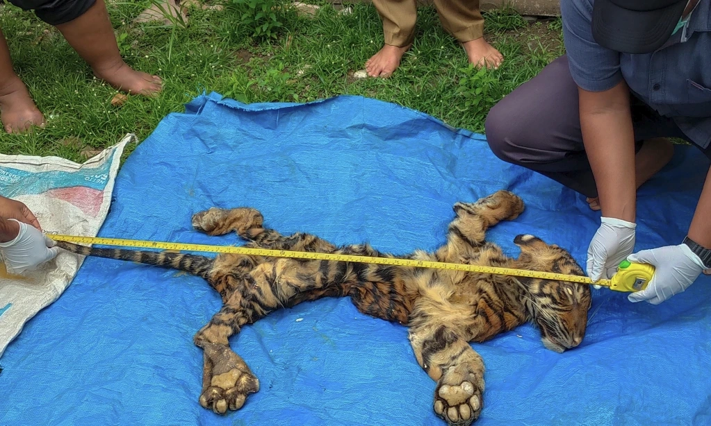 <p>Dirjen Gakkum Mesti Ada Di KLH Dan Kementerian Kehutanan</p>