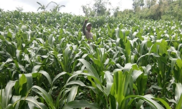 <p>CIPS Ungkap Langkah Efektif Maksimalkan Program Bantuan Benih Jagung</p>