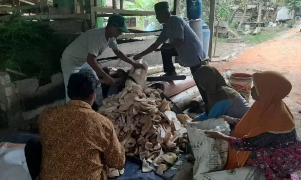 <p>Universitas Jambi Ajari Peternak Olah Limbah Batang Pisang Jadi Pakan Ternak</p>