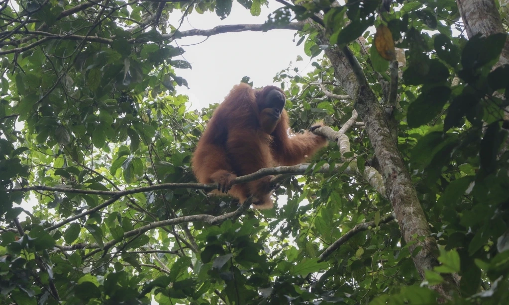 <p>Peran Primata Penting Dalam Regenerasi Hutan</p>