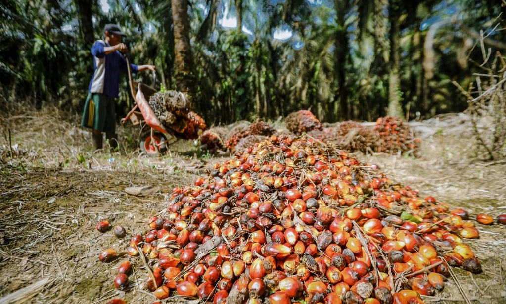 <p>BPDPKS Nilai Hilirisasi Kelapa Sawit Stabilkan Harga CPO</p>