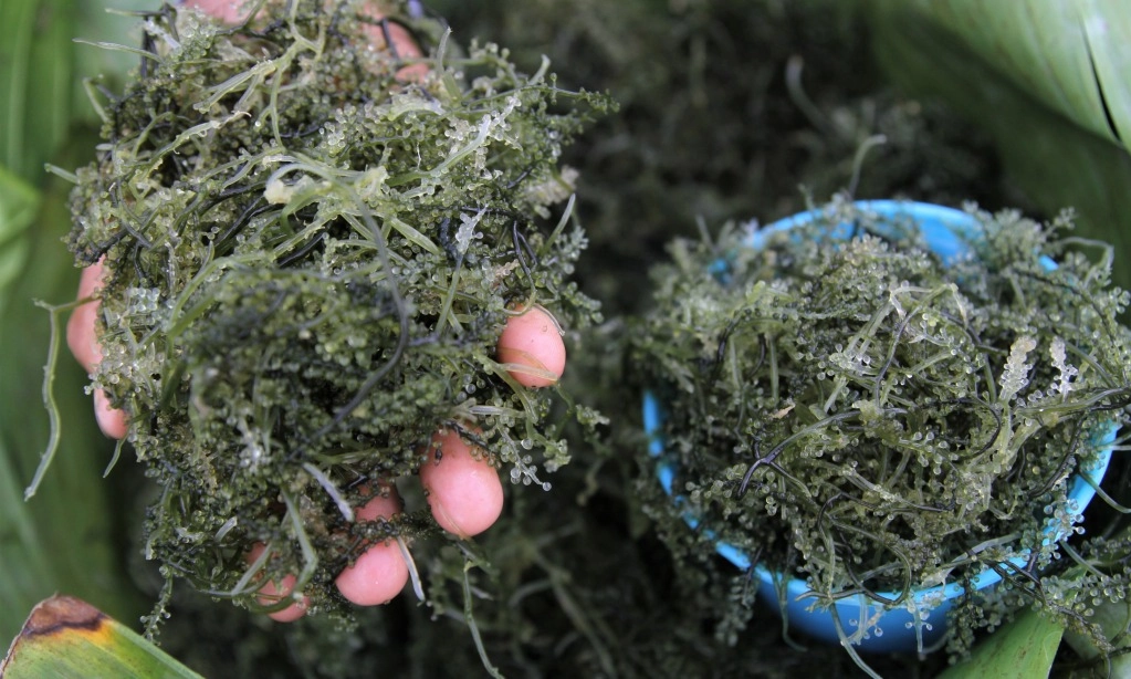 <p>Mengenal Rumput Laut, Tumbuhan Laut Yang Kaya Manfaat</p>